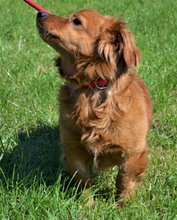 REMY, Hund, Mischlingshund in Ungarn - Bild 3