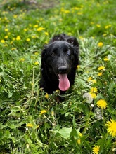 SAM, Hund, Mischlingshund in Süderbrarup - Bild 2