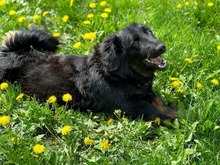 SAM, Hund, Mischlingshund in Süderbrarup - Bild 3