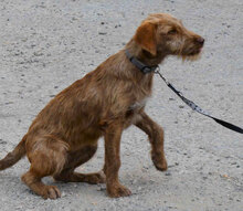 LUMI, Hund, Mischlingshund in Bulgarien - Bild 1