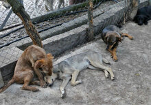 LUMI, Hund, Mischlingshund in Bulgarien - Bild 11