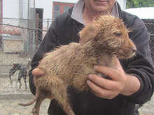 LUMI, Hund, Mischlingshund in Bulgarien - Bild 12