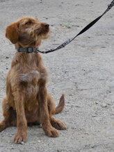 LUMI, Hund, Mischlingshund in Bulgarien - Bild 2