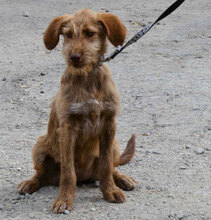 LUMI, Hund, Mischlingshund in Bulgarien - Bild 3
