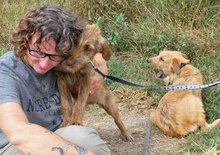 LUMI, Hund, Mischlingshund in Bulgarien - Bild 5