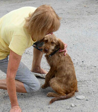 LUMI, Hund, Mischlingshund in Bulgarien - Bild 6
