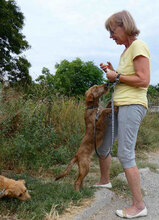 LUMI, Hund, Mischlingshund in Bulgarien - Bild 7