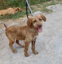 LUMI, Hund, Mischlingshund in Bulgarien - Bild 8