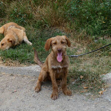 LUMI, Hund, Mischlingshund in Bulgarien - Bild 9