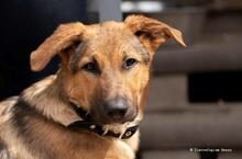 SEBASTIAN, Hund, Mischlingshund in Hanau-Großauheim - Bild 1