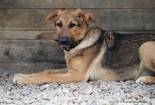 SEBASTIAN, Hund, Mischlingshund in Hanau-Großauheim - Bild 2