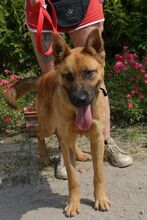BONNIE, Hund, Mischlingshund in Ungarn - Bild 1