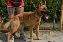 BONNIE, Hund, Mischlingshund in Ungarn - Bild 2