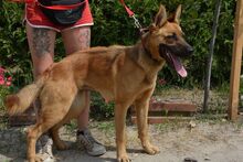 BONNIE, Hund, Mischlingshund in Ungarn - Bild 3
