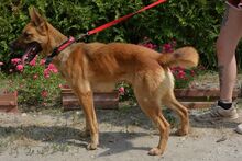 BONNIE, Hund, Mischlingshund in Ungarn - Bild 5