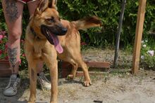 BONNIE, Hund, Mischlingshund in Ungarn - Bild 6