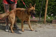 BONNIE, Hund, Mischlingshund in Ungarn - Bild 7
