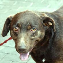 SIMON, Hund, Mischlingshund in Ungarn - Bild 1