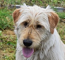 MINYUS, Hund, Mischlingshund in Ungarn - Bild 1