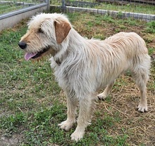 MINYUS, Hund, Mischlingshund in Ungarn - Bild 2