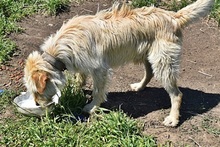 MINYUS, Hund, Mischlingshund in Ungarn - Bild 3