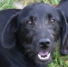 DALI, Hund, Mischlingshund in Ungarn - Bild 1