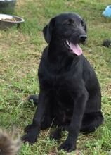 DALI, Hund, Mischlingshund in Ungarn - Bild 3