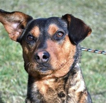LENNY, Hund, Mischlingshund in Ungarn - Bild 1