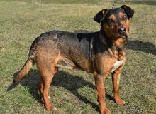 LENNY, Hund, Mischlingshund in Ungarn - Bild 2