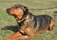 LENNY, Hund, Mischlingshund in Ungarn - Bild 3