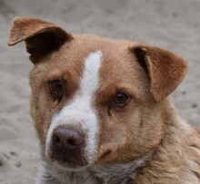 BURKUS, Hund, Mischlingshund in Ungarn - Bild 2