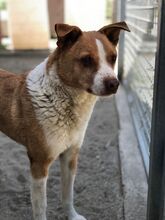 BURKUS, Hund, Mischlingshund in Ungarn - Bild 3