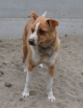 BURKUS, Hund, Mischlingshund in Ungarn - Bild 4