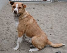 BURKUS, Hund, Mischlingshund in Ungarn - Bild 5