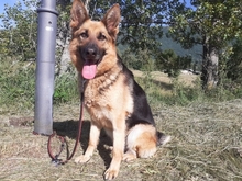 NIADELA, Hund, Deutscher Schäferhund in Schöllnach - Bild 2