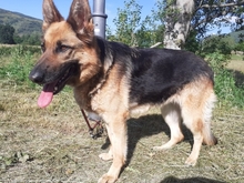 NIADELA, Hund, Deutscher Schäferhund in Schöllnach - Bild 5