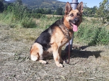 NIADELA, Hund, Deutscher Schäferhund in Schöllnach - Bild 7