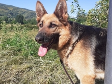 NIADELA, Hund, Deutscher Schäferhund in Schöllnach - Bild 8