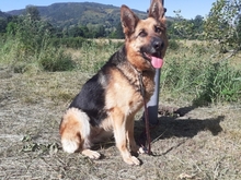NIADELA, Hund, Deutscher Schäferhund in Schöllnach - Bild 9