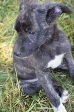 KAMIJ, Hund, Mischlingshund in Bulgarien - Bild 1