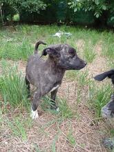 KAMIJ, Hund, Mischlingshund in Bulgarien - Bild 2
