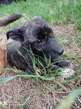 KAMIJ, Hund, Mischlingshund in Bulgarien - Bild 3