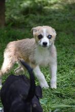VANGOGO, Hund, Mischlingshund in Bulgarien - Bild 1