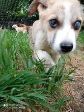 VANGOGO, Hund, Mischlingshund in Bulgarien - Bild 3