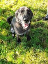 BLACKYMU, Hund, Mischlingshund in Bulgarien - Bild 3