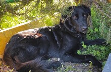 MULAN, Hund, Mischlingshund in Spanien - Bild 1