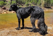 MULAN, Hund, Mischlingshund in Spanien - Bild 3