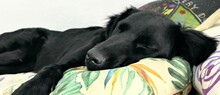 MULAN, Hund, Mischlingshund in Spanien - Bild 4