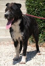 BENNY, Hund, Mischlingshund in Zypern - Bild 2