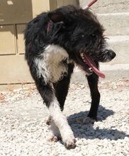 BENNY, Hund, Mischlingshund in Zypern - Bild 6